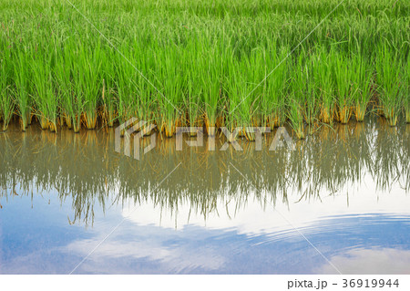 Fields and sky. Fields and sky. 36919944