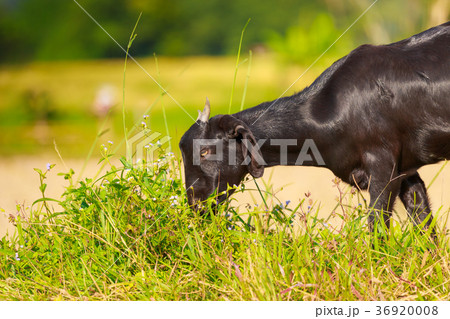 A young black goat grazes in a meadow A young black goat grazes in a meadow 36920008