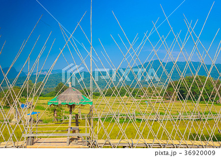Rice Field of Farmer and sun in the morning Rice Field of Farmer and sun in the morning 36920009