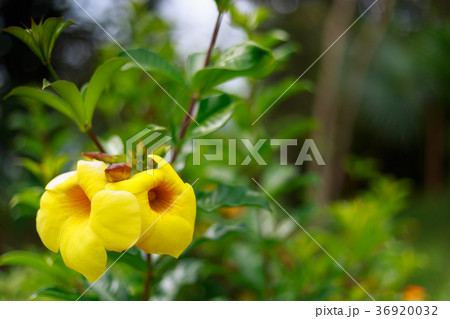 Close up on the yellow flower in the garden 36920032