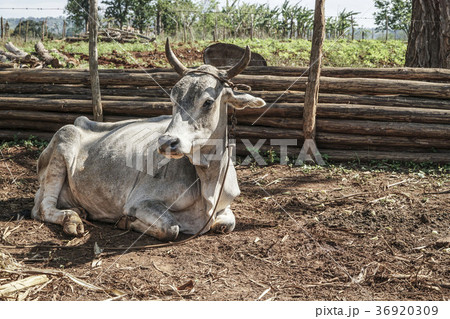 white ox sitting on a field in a village white ox sitting on a field in a village 36920309