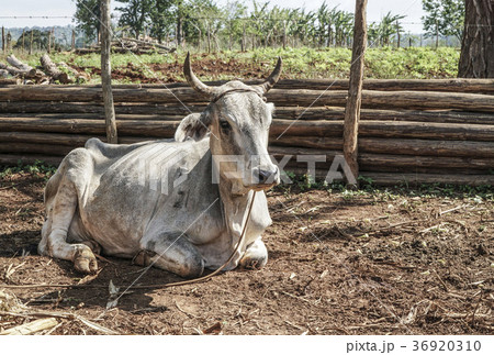 white ox sitting on a field in a village white ox sitting on a field in a village 36920310
