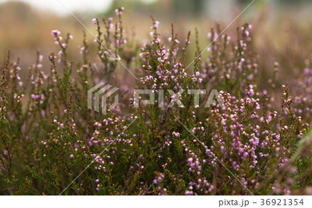 Purple pink heather flowers field close up Purple pink heather flowers field close up 36921354