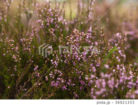 Purple pink heather flowers field close up  36921355