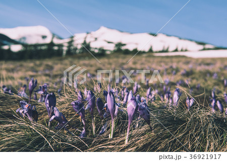 Landscape with crocuses Landscape with crocuses 36921917
