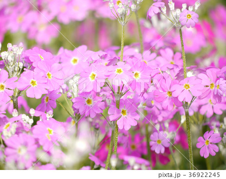 プリムラ・マラコイデス　花　園芸　草花　ガーデニング 36922245