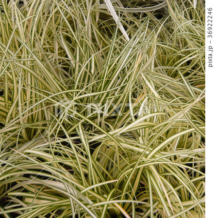 ハクリュウ　常緑　ガーデニング　カラーリーフ 36922246