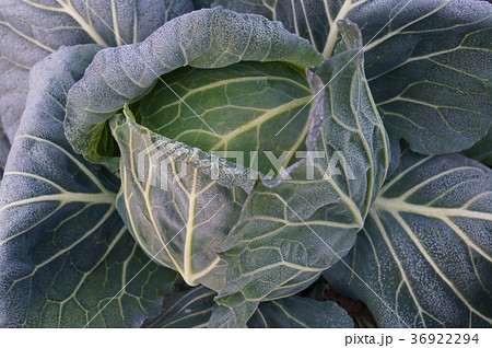 霜とキャベツ 36922294