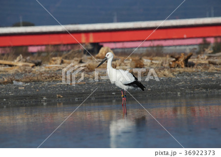 河原のコウノトリ 36922373
