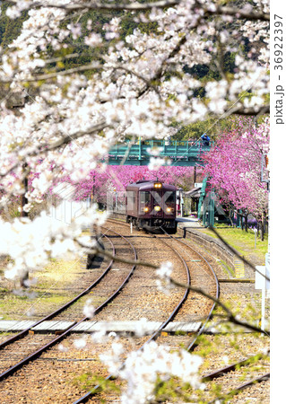 春の神戸駅（縦） 36922397