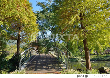 落ち葉 落葉 おちば 36922462