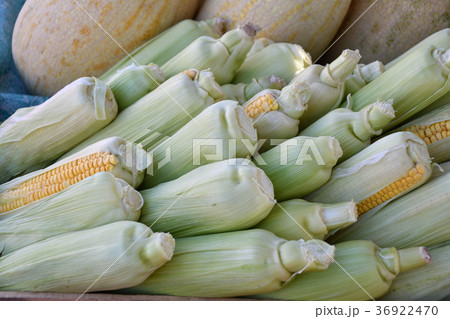 Ripe corn is sold at the Bazaar 36922470