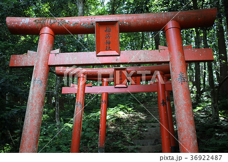 粟鹿神社の稲荷神社　連なった朱鳥居 36922487