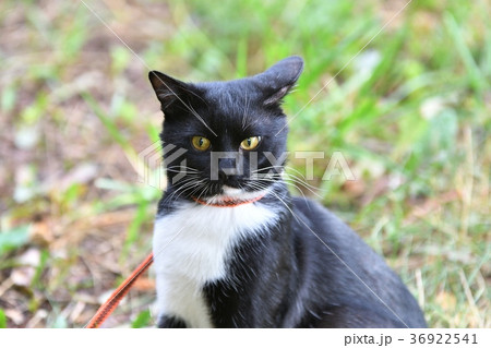 Cat black and white color 36922541