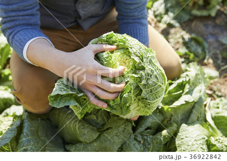 田畑 白菜 収穫 36922842