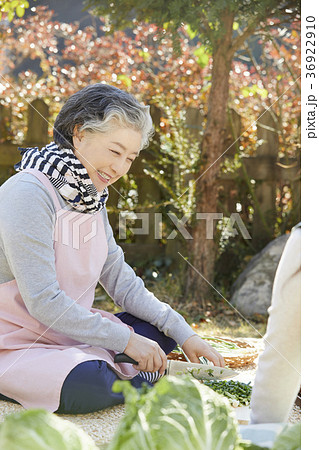 高齢者 老人 エプロン 36922910