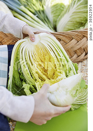 白菜 野菜 韓国料理 36922954