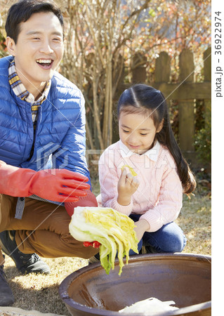 家族 ファミリー 白菜 36922974