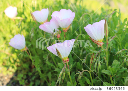 昼咲き月見草の花 36923566