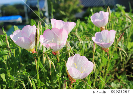 昼咲き月見草の花 昼咲き月見草の花 36923567