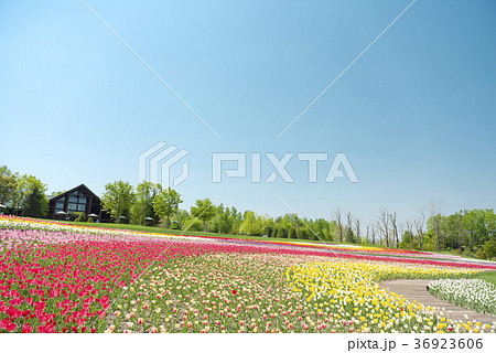 快晴のチューリップ畑 36923606