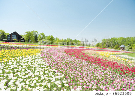 快晴のチューリップ畑 36923609