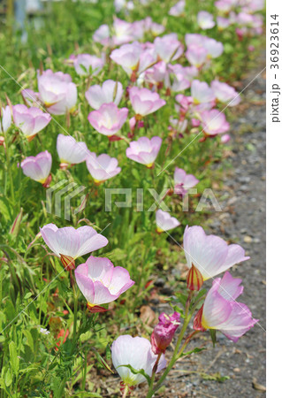 昼咲き月見草の群生 36923614