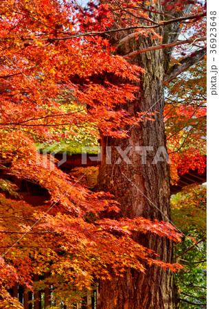 蓮華寺の紅葉 36923648