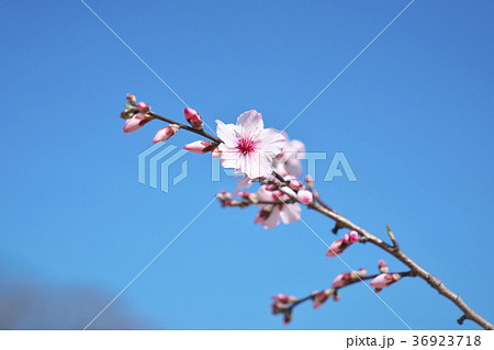 アーモンドの花 36923718