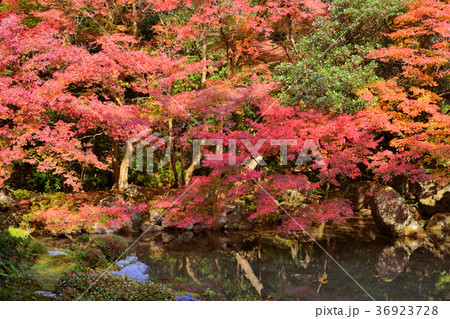 蓮華寺の紅葉 36923728