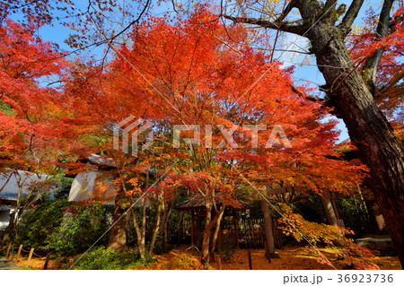 蓮華寺の紅葉 蓮華寺の紅葉 36923736