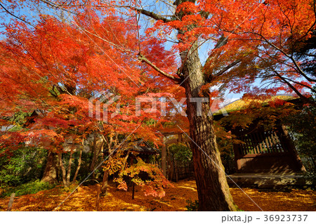 蓮華寺の紅葉 蓮華寺の紅葉 36923737