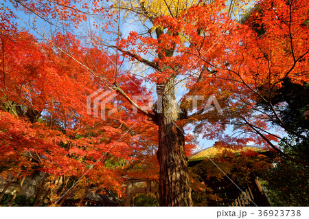 蓮華寺の紅葉 蓮華寺の紅葉 36923738