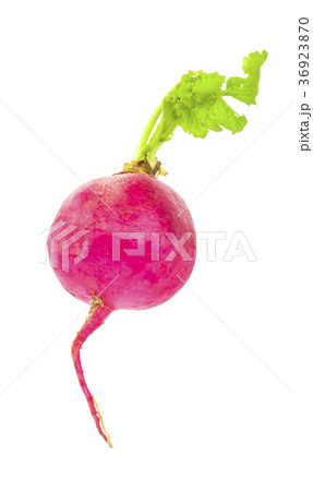 radish on white background 36923870