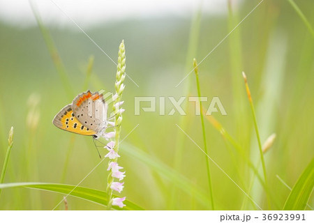 ネジバナの蜜を吸うベニシジミ 36923991