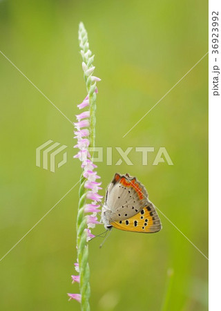 ネジバナの蜜を吸うベニシジミ　タテ 36923992