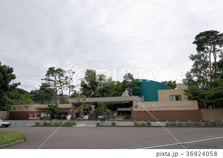 札幌　円山動物園 36924058
