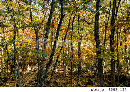 青木ヶ原樹海 紅葉 青木ヶ原樹海 紅葉 36924135