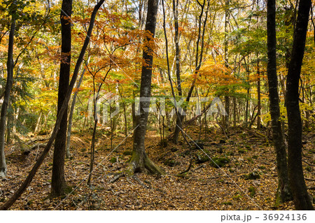 青木ヶ原樹海　紅葉 36924136