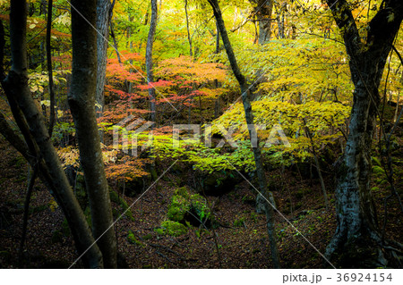 青木ヶ原樹海　紅葉 36924154