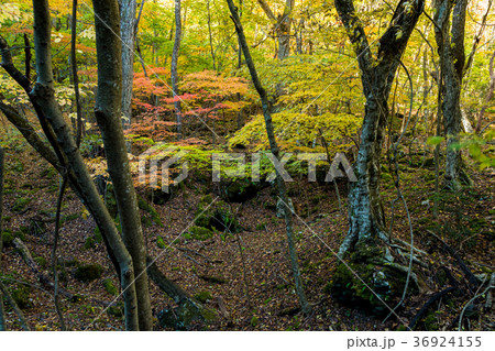 青木ヶ原樹海　紅葉 36924155