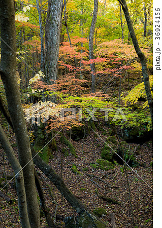 青木ヶ原樹海　紅葉 36924156