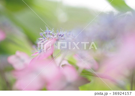 ヤマアジサイ 36924157