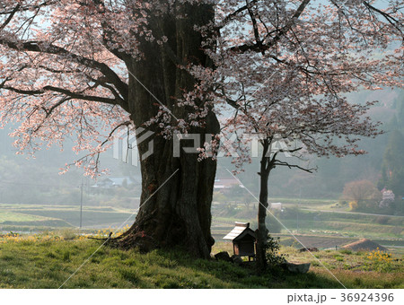 桜 桜 36924396