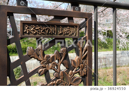山崎川　桜 36924550