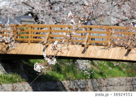 山崎川 桜 山崎川 桜 36924551