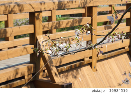 山崎川 桜 山崎川 桜 36924556