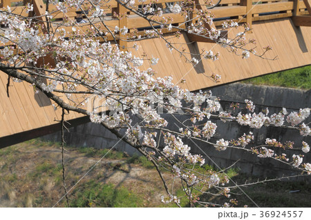 山崎川 桜 山崎川 桜 36924557