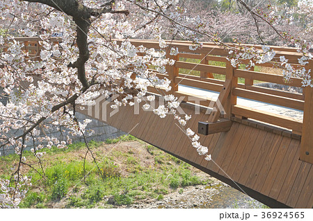 山崎川 桜 山崎川 桜 36924565