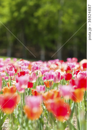 チューリップ 36924887